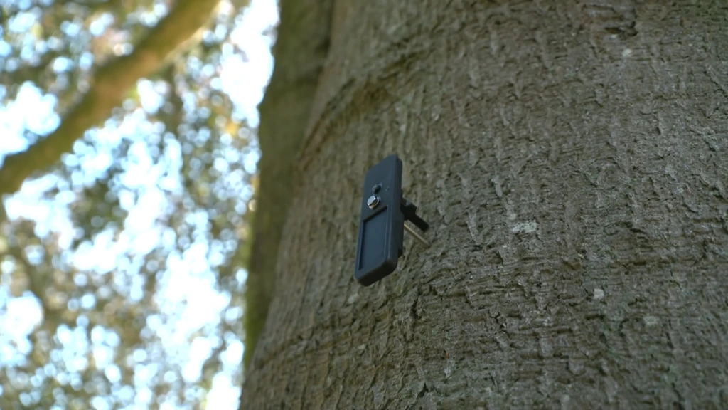 Door aanhoudende droogte hebben ook bomen het zwaar, vooral fijnspar en beuk