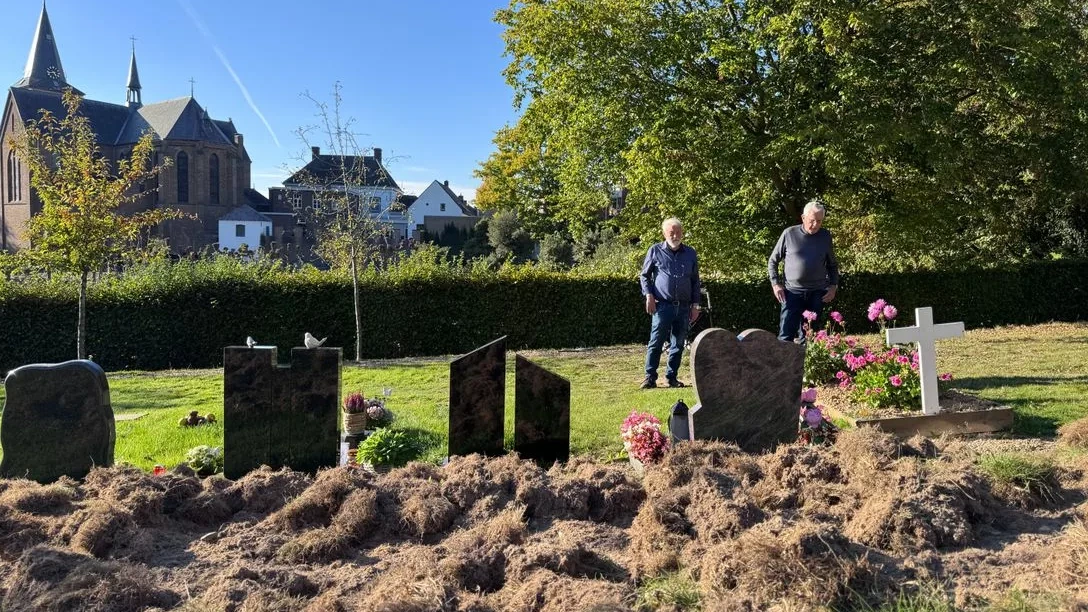 Wilde zwijnen ploegen begraafplaats om in Schinnen: ‘Dit is heel pijnlijk’