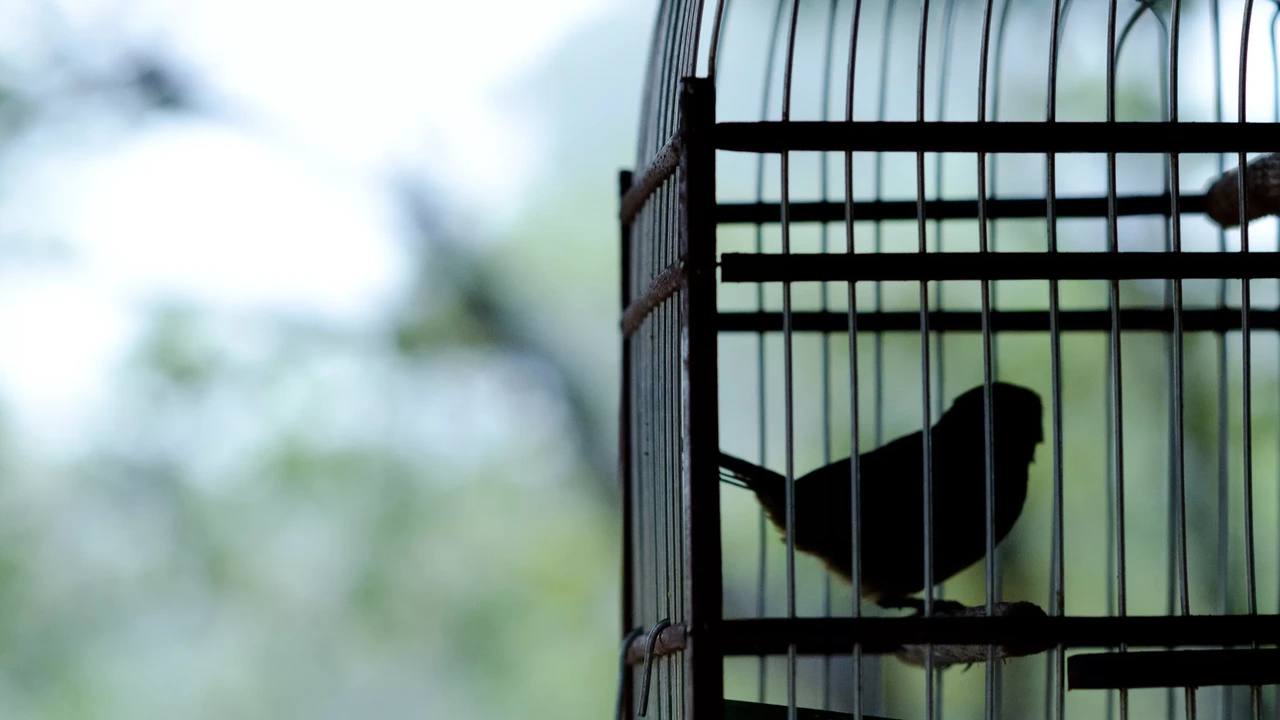 Nederlander in Suriname gepakt voor smokkel van zes zangvogeltjes Nederlander in Suriname gepakt voor smokkel van zes zangvogeltjes