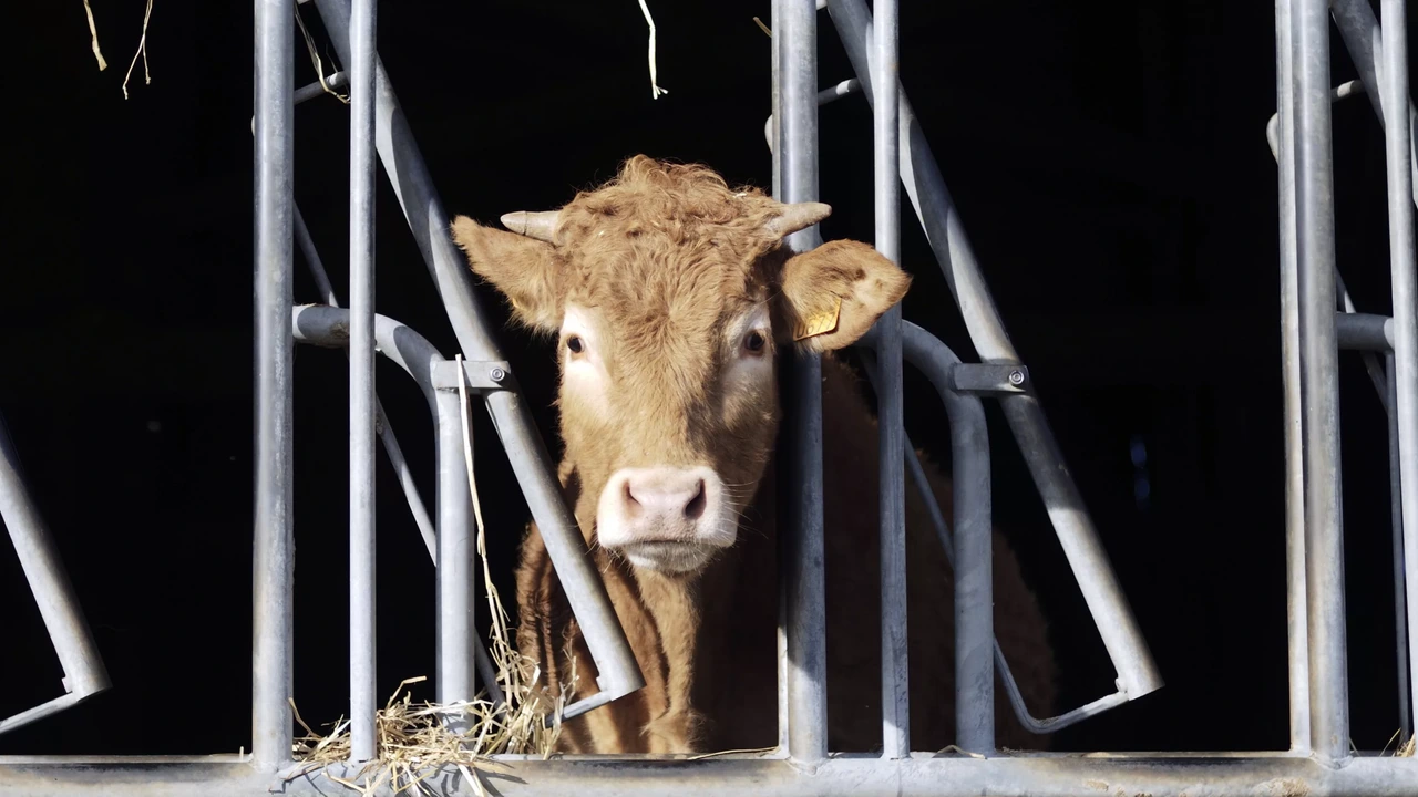 Doorzoekingen bij veebedrijven in Overijssel voor mogelijk illegale rundhandel