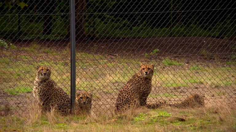 Foto: Safaripark Beekse Bergen urenlang dicht na ontsnapping cheeta