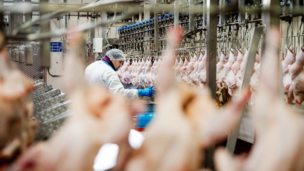 Structurele misstanden bij slachterijen, maar sector noemt uitzendverbod draconisch Structurele misstanden bij slachterijen, maar sector noemt uitzendverbod draconisch