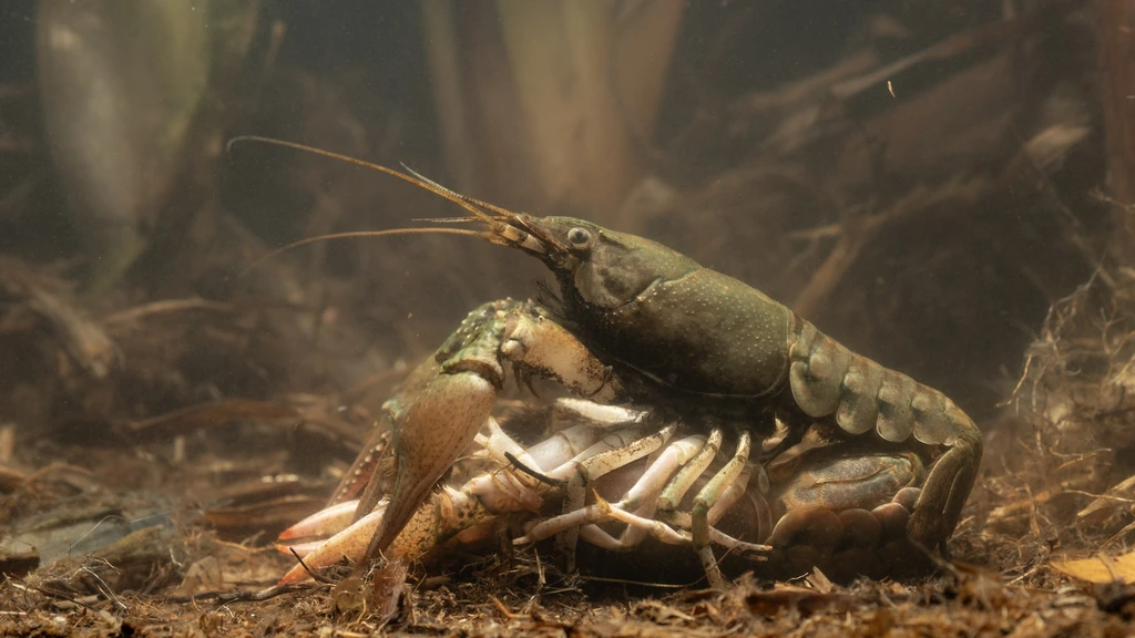 Foto: En dat is acht: wéér een nieuwe invasieve rivierkreeft in Nederland