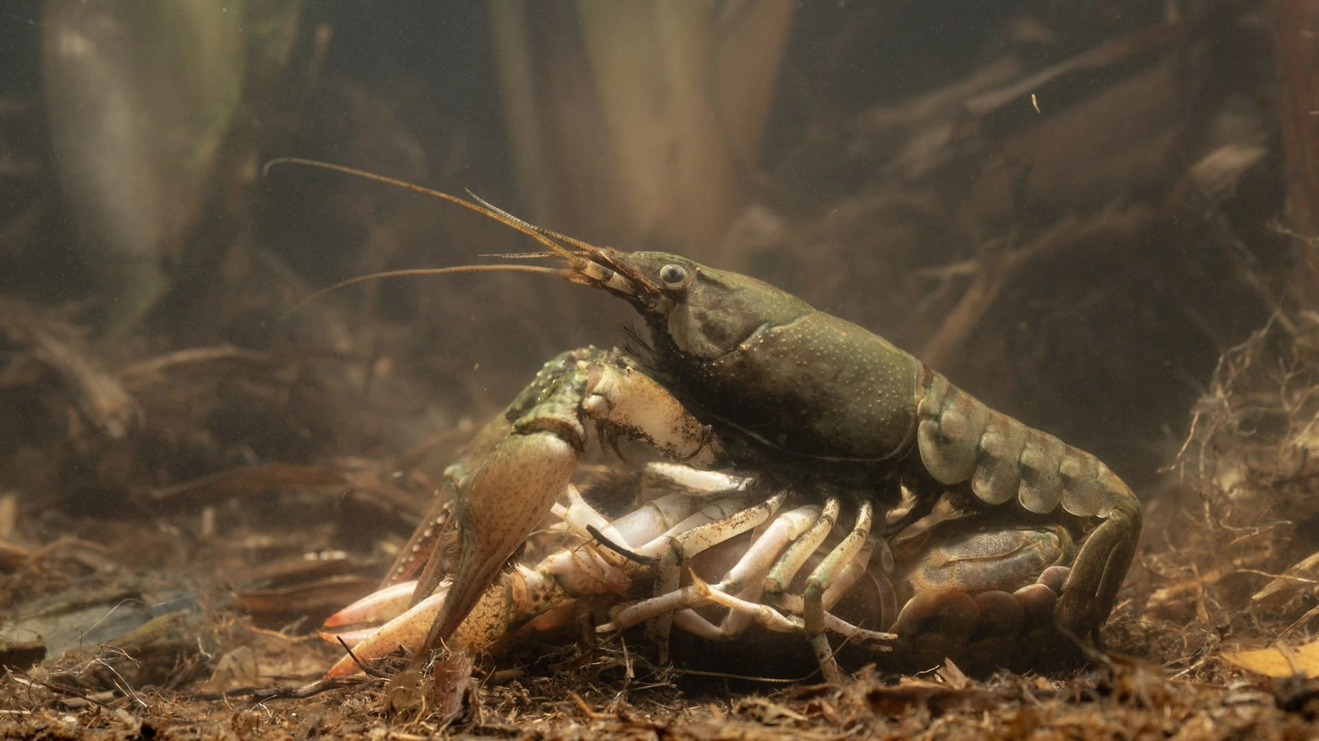 En dat is acht: wéér een nieuwe invasieve rivierkreeft in Nederland