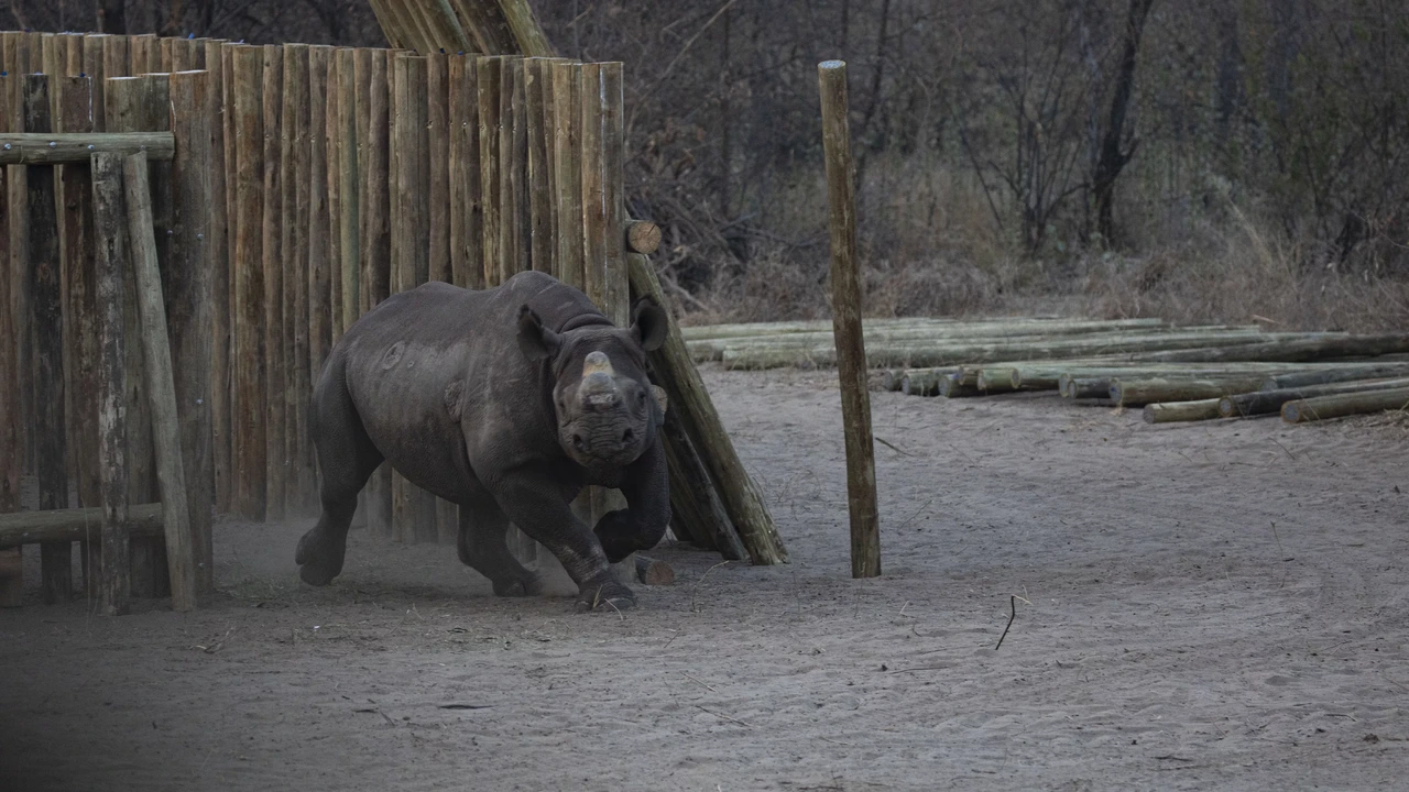 Photo: jeugdjournaal.nl Twenty Black Rhinos Released in Botswana Nature Reserve