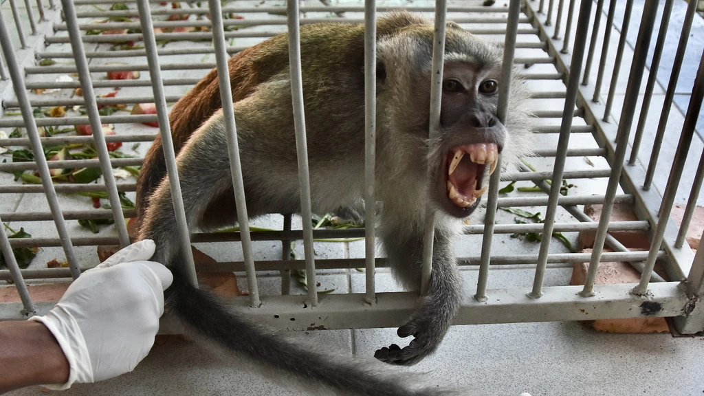 Foto: Aap die in twee weken achttien mensen verwondde gevangen in Indonesië