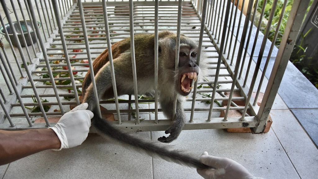 Foto: Aap die in twee weken achttien mensen verwondde gevangen in Indonesië