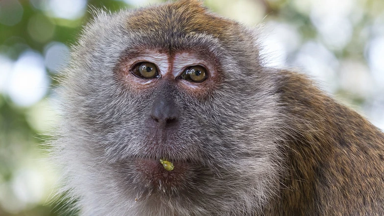 Aap die in twee weken achttien mensen verwondde gevangen in Indonesië