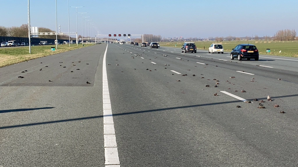 nos.nl