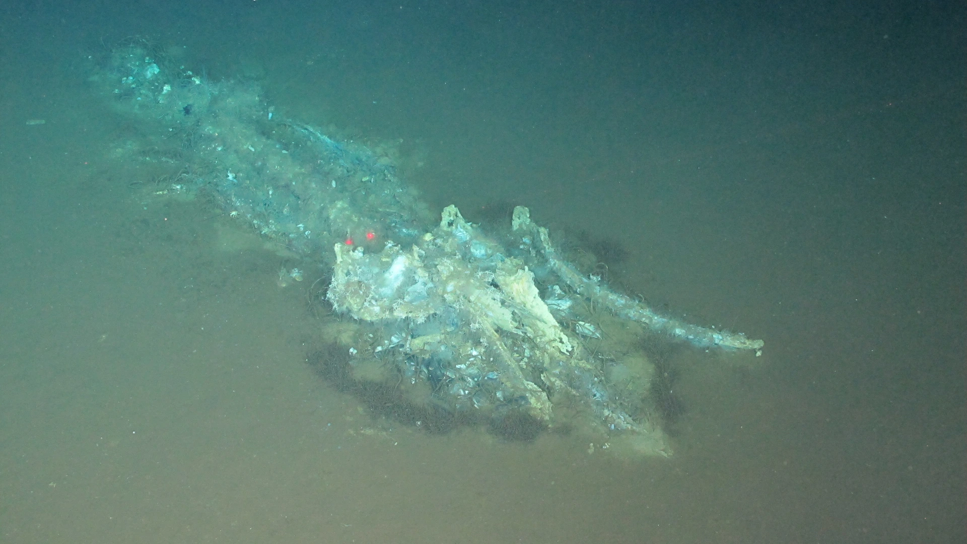 Walviskerkhof gevonden in Indische Oceaan: 1200 kilometer lang, miljoenen jaren oud