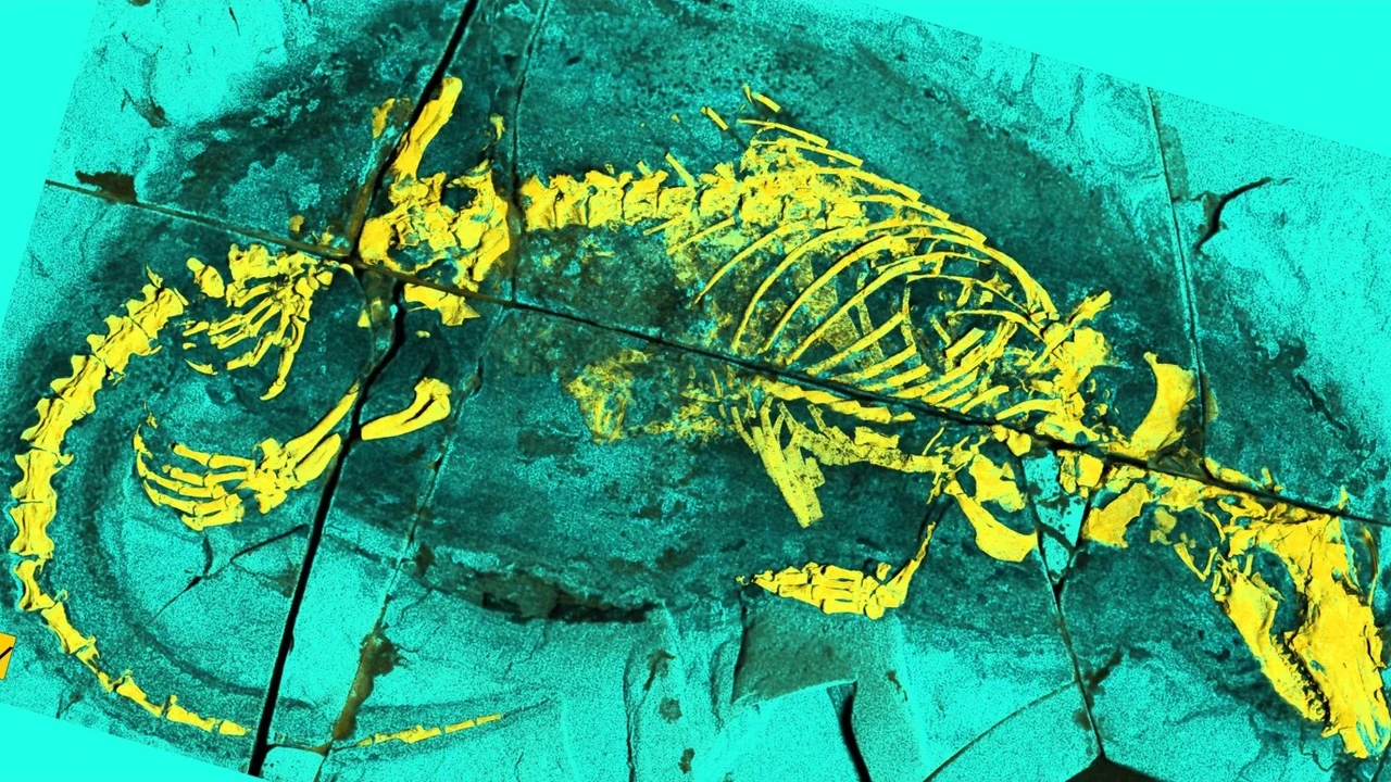 Goed bewaard fossiel vertelt hoe zoogdieren anders gingen eten dan de dino’s Goed bewaard fossiel vertelt hoe zoogdieren anders gingen eten dan de dino’s