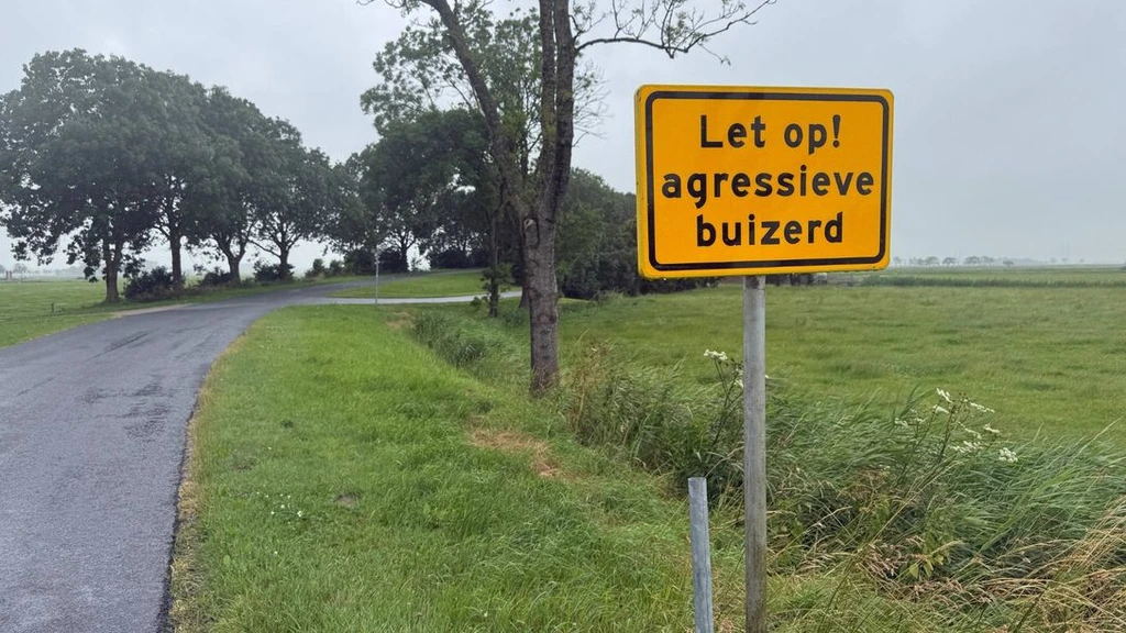 Agressieve buizerd valt mensen aan in Groningen: 'Het gaat heel snel'