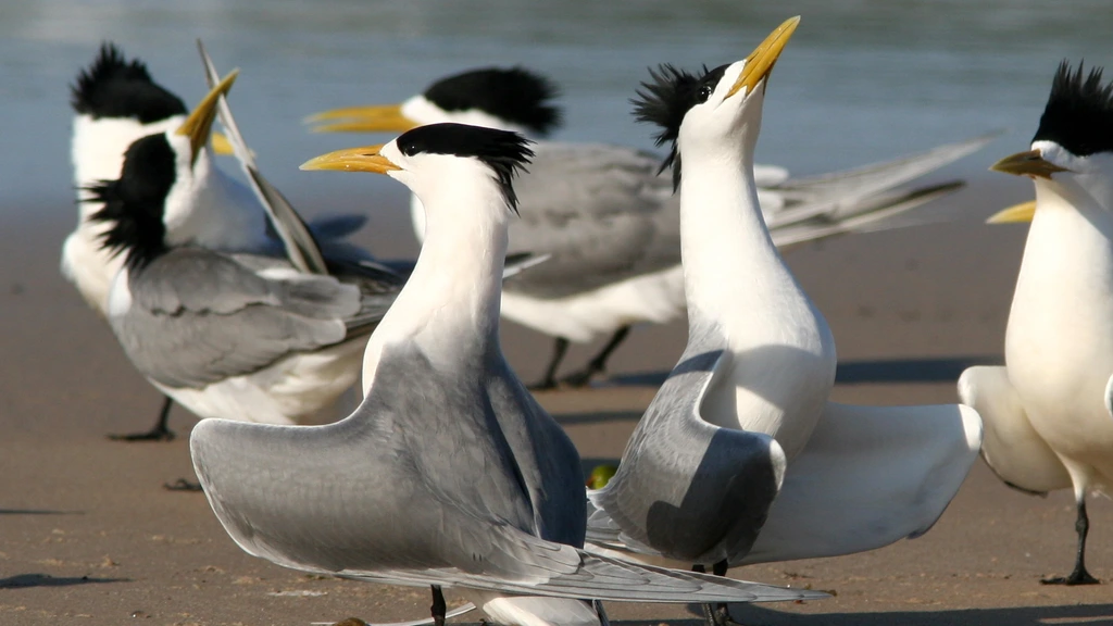 Australië in race tegen klok om unieke vogelsoorten te redden van dodelijke vogelgriep
