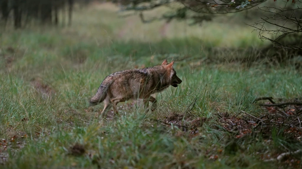 Foto: Wolf in Zuid-Holland waargenomen, als laatste provincie