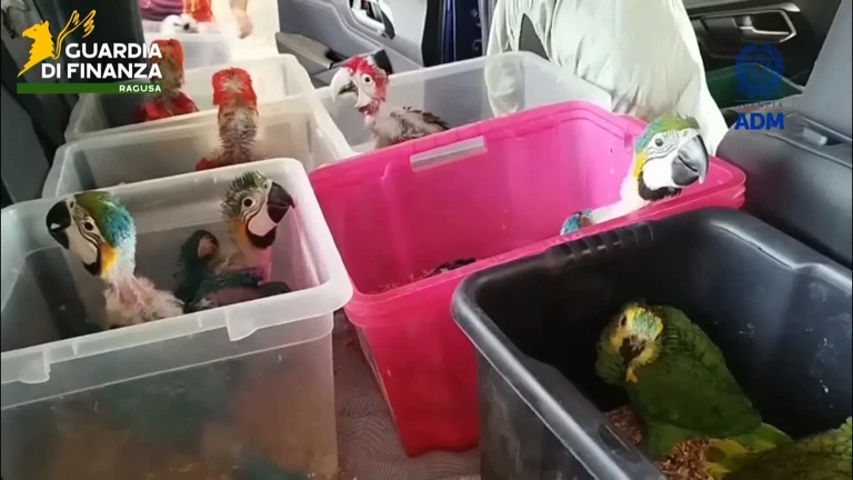 Italiaanse politie onderschept tientallen gesmokkelde papegaaien en schildpadjes