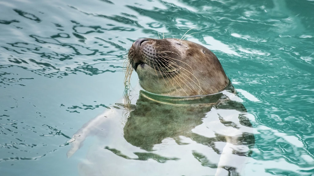 Zeehondencentrum stelt faillissement voorlopig uit na 'overweldigende steun'