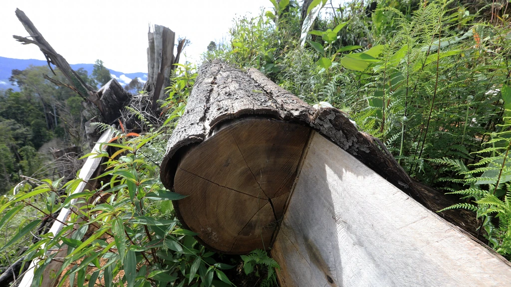 Foto: Ontbossing Papua raakt bevolking keihard, oerbos moet wijken voor palmolie