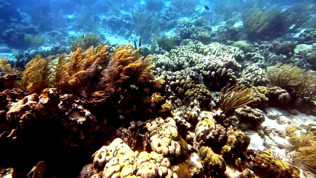 Foto: Koraal Bonaire dreigt te verdwijnen, nog maar 10 procent over