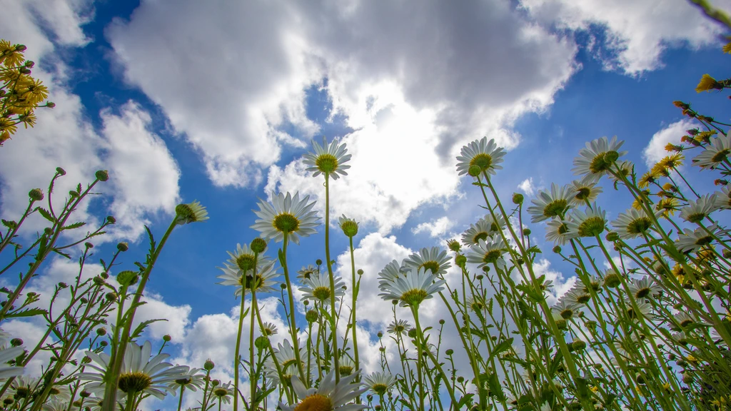 Een vleugje zomer staat ons dit pinksterweekend te wachten