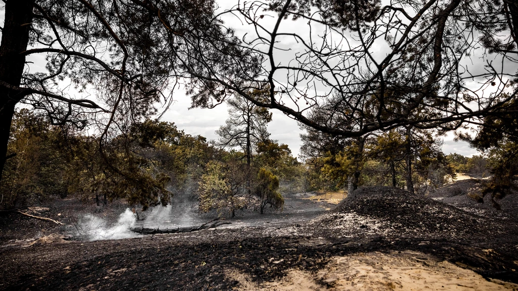 Grootste deel bijzondere jeneverbesstruiken verwoest bij brand Venray