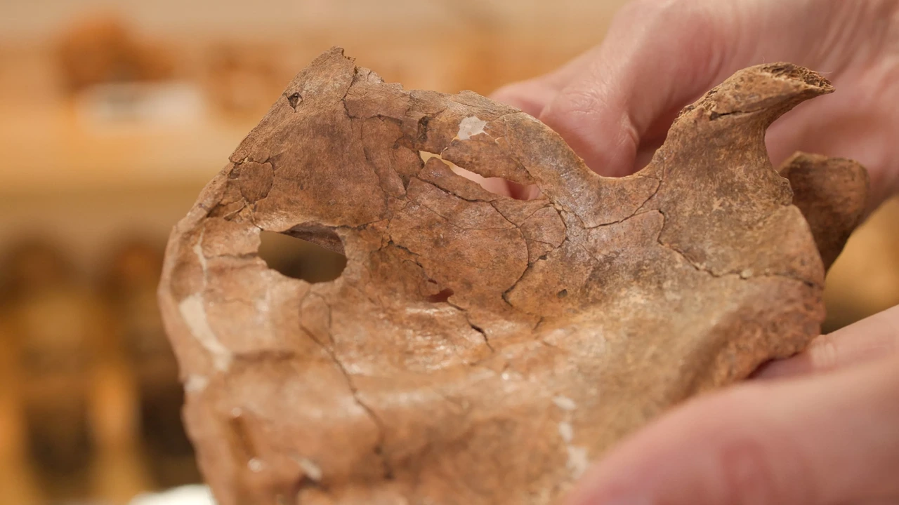 Neanderthaler Shanidar A werd 75.000 jaar geleden verzorgd én vermoord Neanderthaler Shanidar A werd 75.000 jaar geleden verzorgd én vermoord