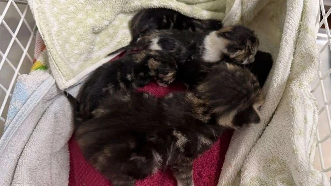 Vijf kittens gevonden in papierbak in Duitsland, ‘aan dood ontsnapt’ Vijf kittens gevonden in papierbak in Duitsland, ‘aan dood ontsnapt’
