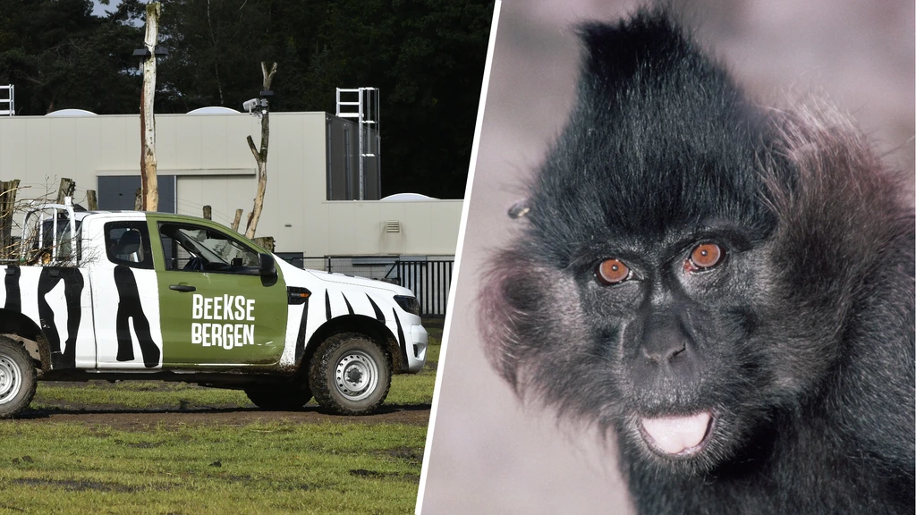 Aap ontsnapt uit Beekse Bergen en loopt rond in omgeving