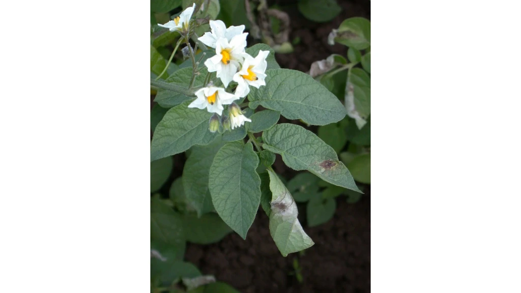 Beginnende aardappelziekte bij een plant