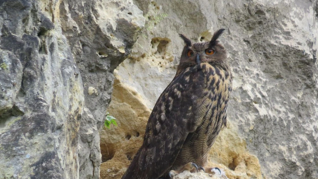 Unieke bigamie in groeve Maastricht: oehoe bevrucht twee vrouwtjes