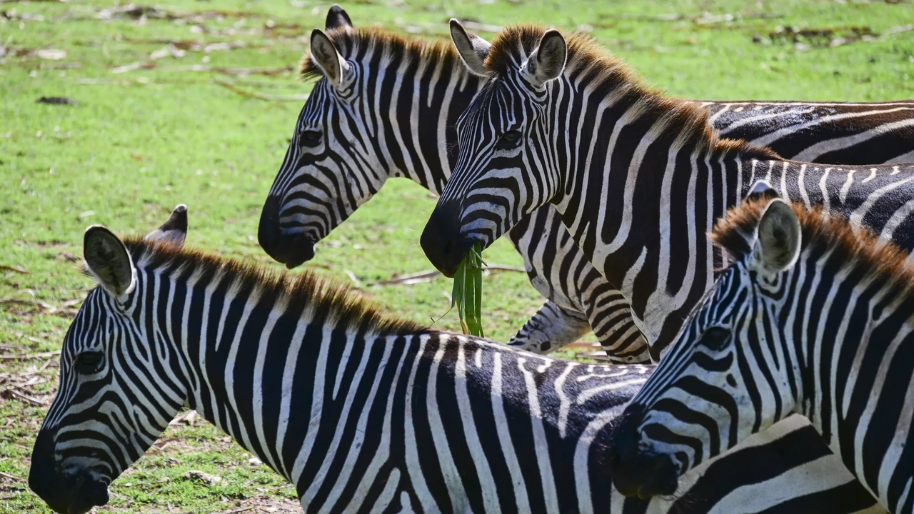 Vliegtuig maakt buiklanding in Tanzania na botsing met zebra Vliegtuig maakt buiklanding in Tanzania na botsing met zebra