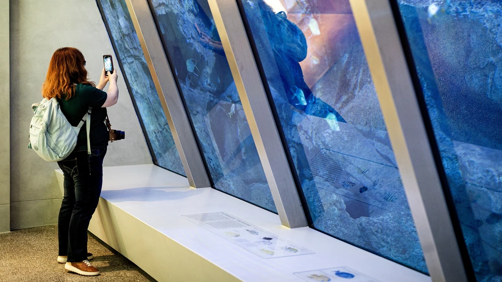 Aquarium Artis terug in actie: open keukens, visvr