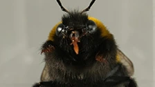 Foto: Blije hommels onthullen meer over innerlijk leven insecten