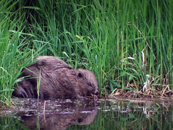 Bevers zetten hun tanden in eeuwenoude bomen bij Kasteel Amerongen