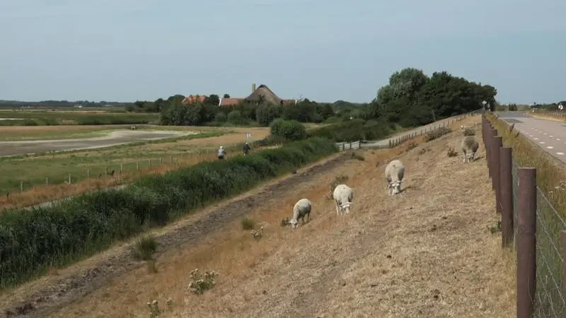 Schapen mogen niet meer grazen langs Waddenzee: 'Geel in plaats van groen gras'