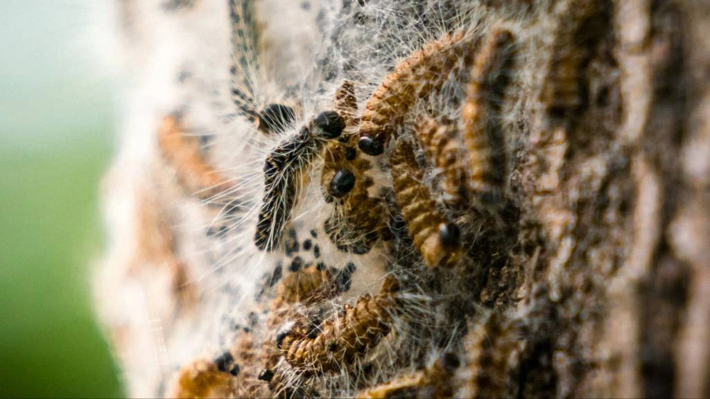 Foto: Eikenprocessierups is er vroeg bij dit jaar, de bestrijders ook