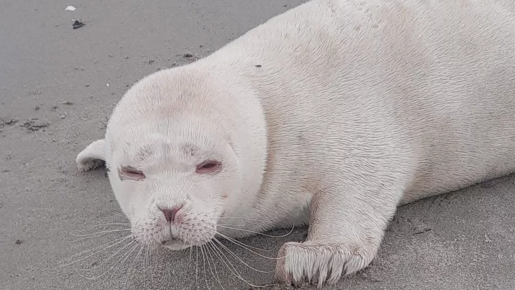 Zeldzame albino-zeehond gespot op strand bij Zeeuwse Neeltje Jans