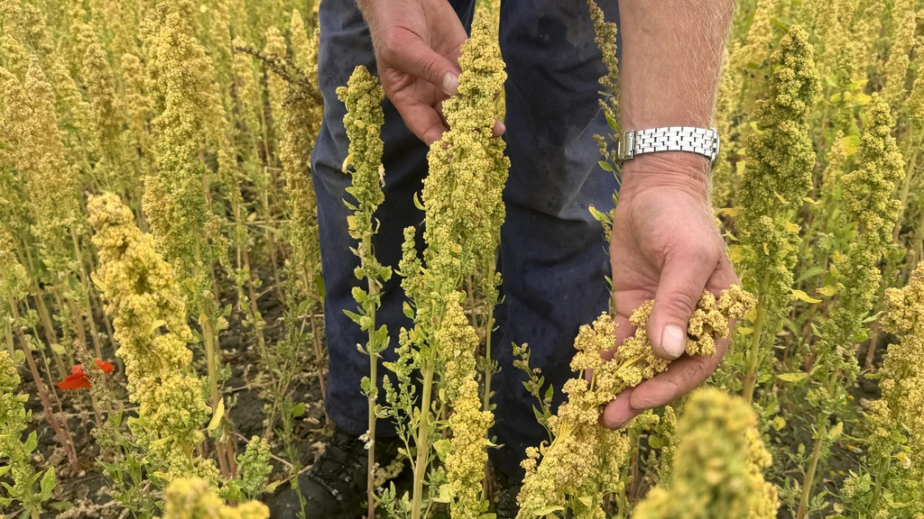 Meer quinoa uit Nederland: interessant alternatief als de bodem te zout is