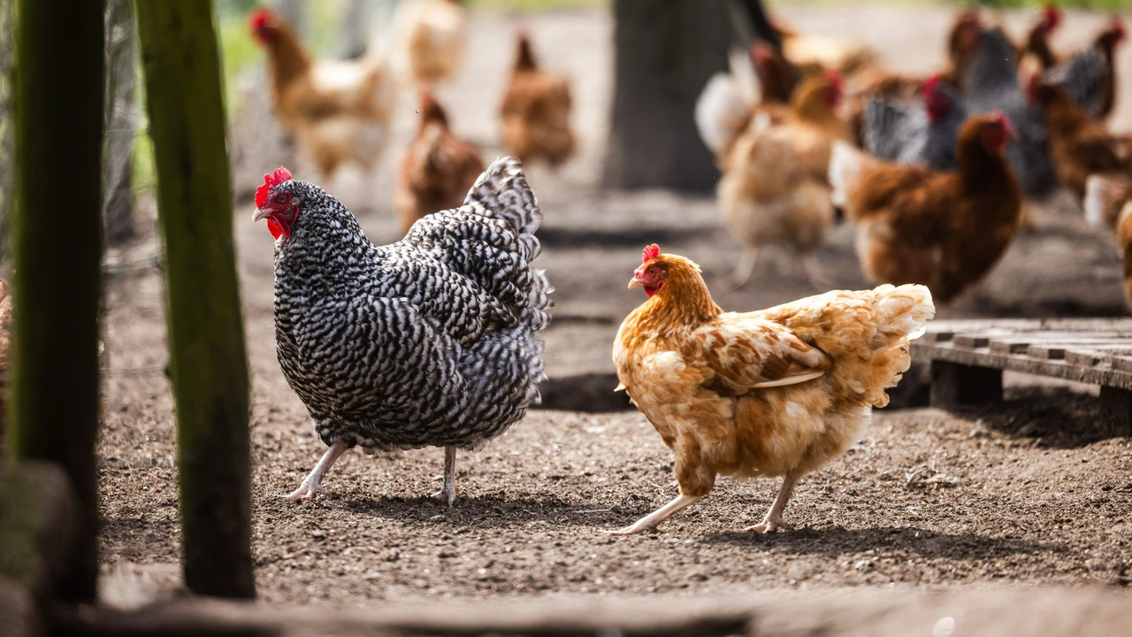 Wormen blijken belangrijkste oorzaak van PFAS in eieren van hobbykip