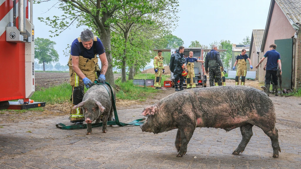 ‘Koeien en varkens vier keer per week in mestput, stalsysteem onveilig’ ‘Koeien en varkens vier keer per week in mestput, stalsysteem onveilig’