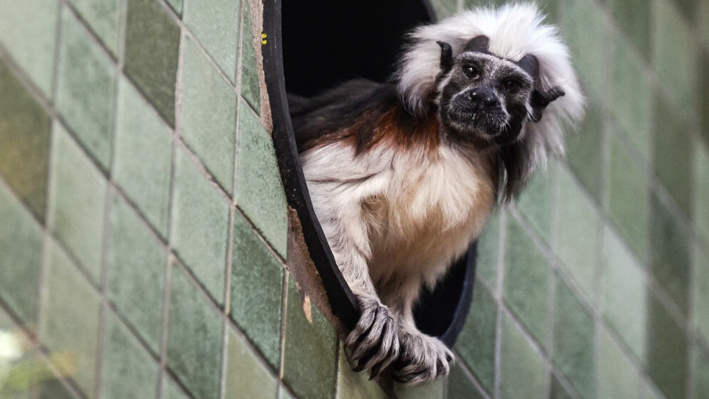 Foto: Bedreigde Franse dierentuinaapjes gered na diefstal