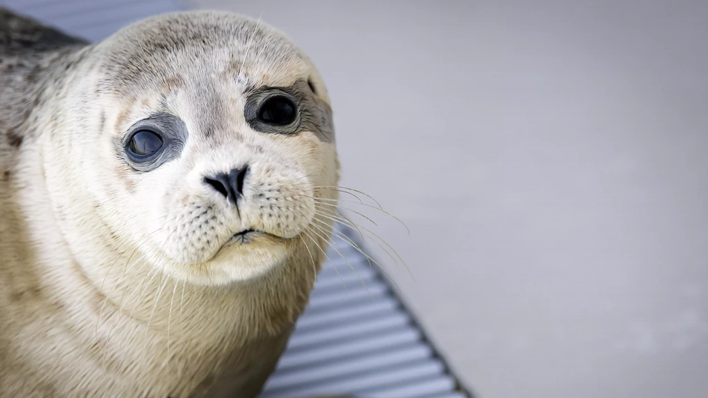 Foto: Zeehondencentrum stelt voorgenomen faillissement met een week uit
