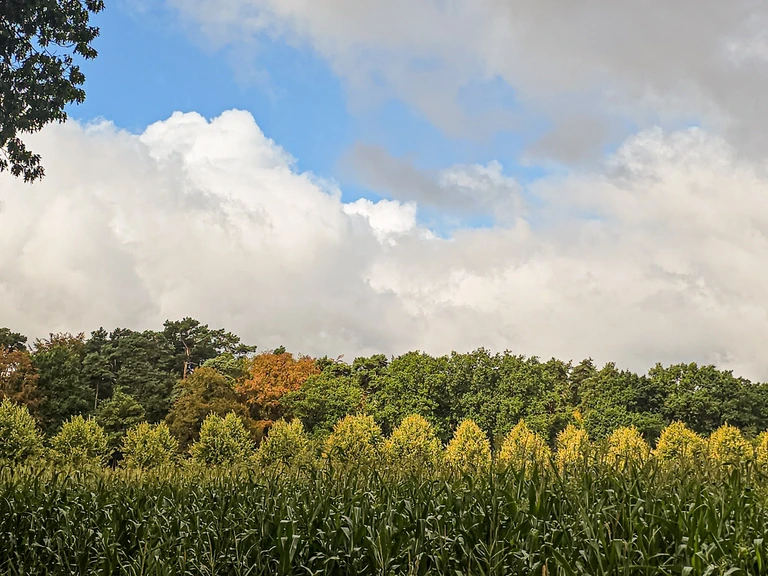 Herfstkleuren in de bomen achter een maisveld in Doetinchem