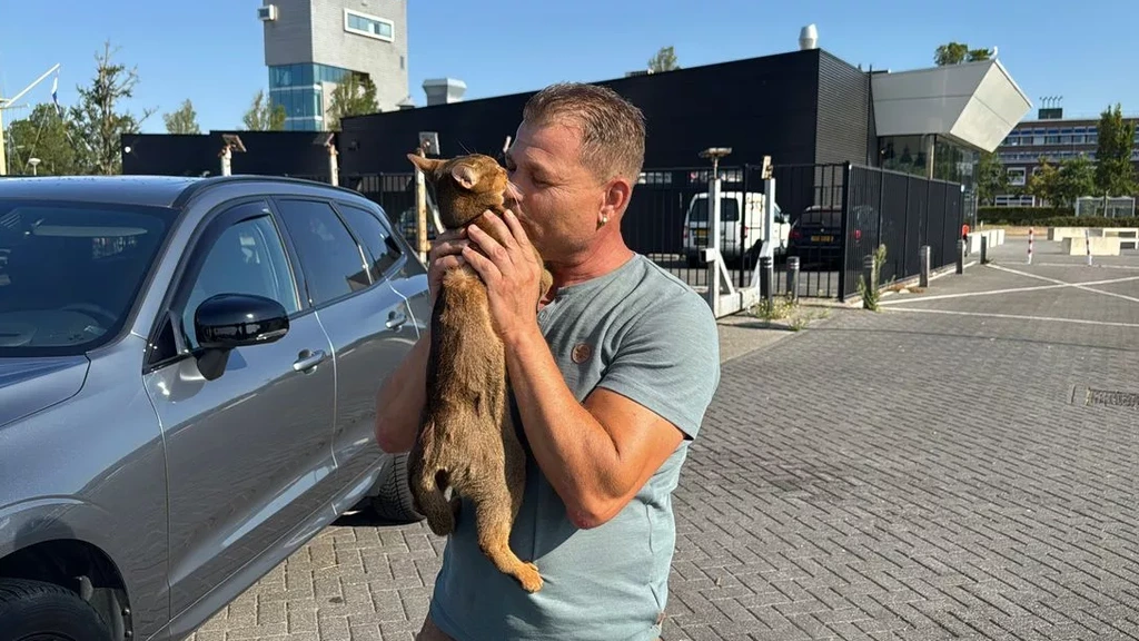 Kat stapt aan boord van verkeerde schip en vaart naar Zeeland
