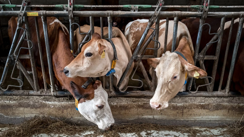 Foto: Eerste mens besmet met veeziekte shamondavirus, Franse patiënt overleden