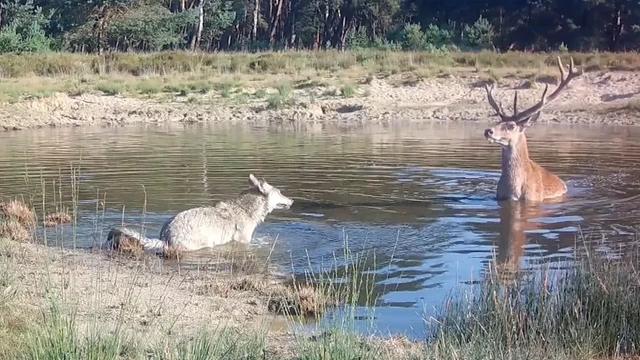 Wildcamera's tonen hoe zwijnen en herten zich aanpassen aan de wolf
