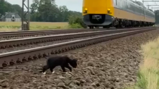 Treinverkeer stilgelegd om poezen van het spoor te redden in Drenthe