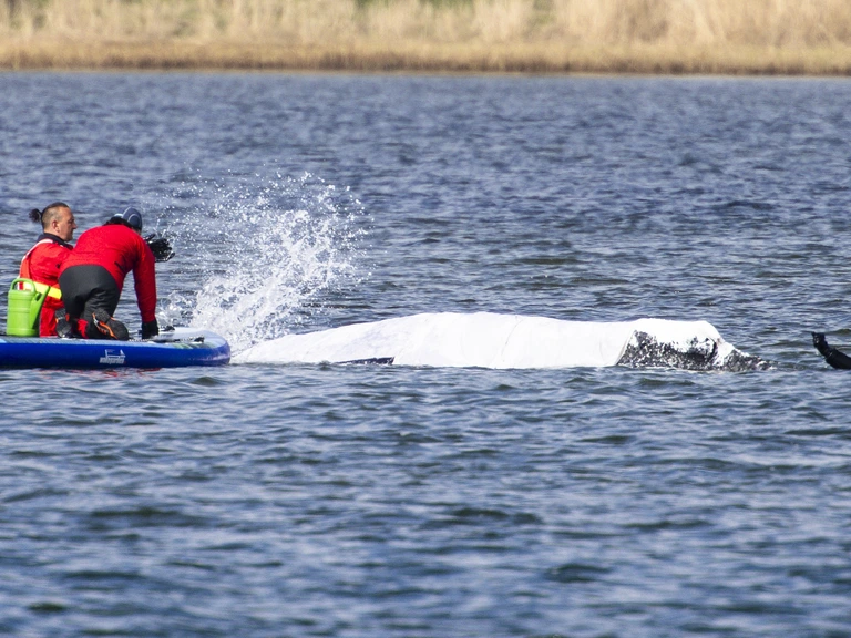 Bultrug Timmy op weg naar Noordzee in stalen bak, maar experts vrezen het ergste — image 6