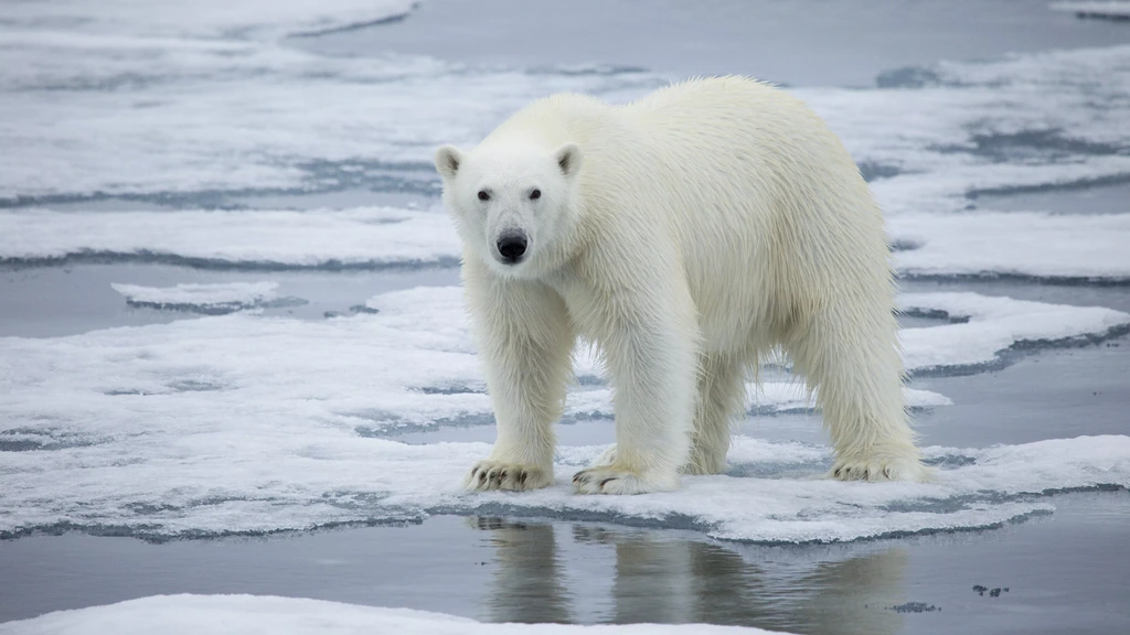 Man krijgt boete voor wakker maken van ijsbeer op Spitsbergen